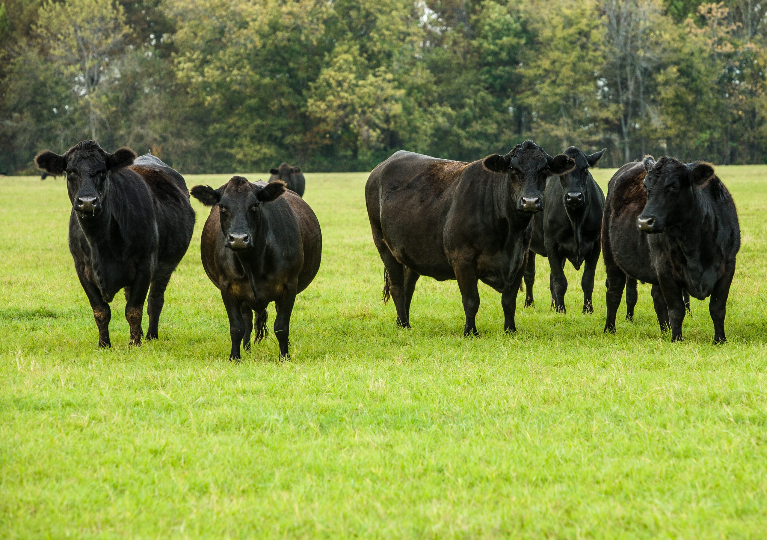 Black Angus Cattle and Calves