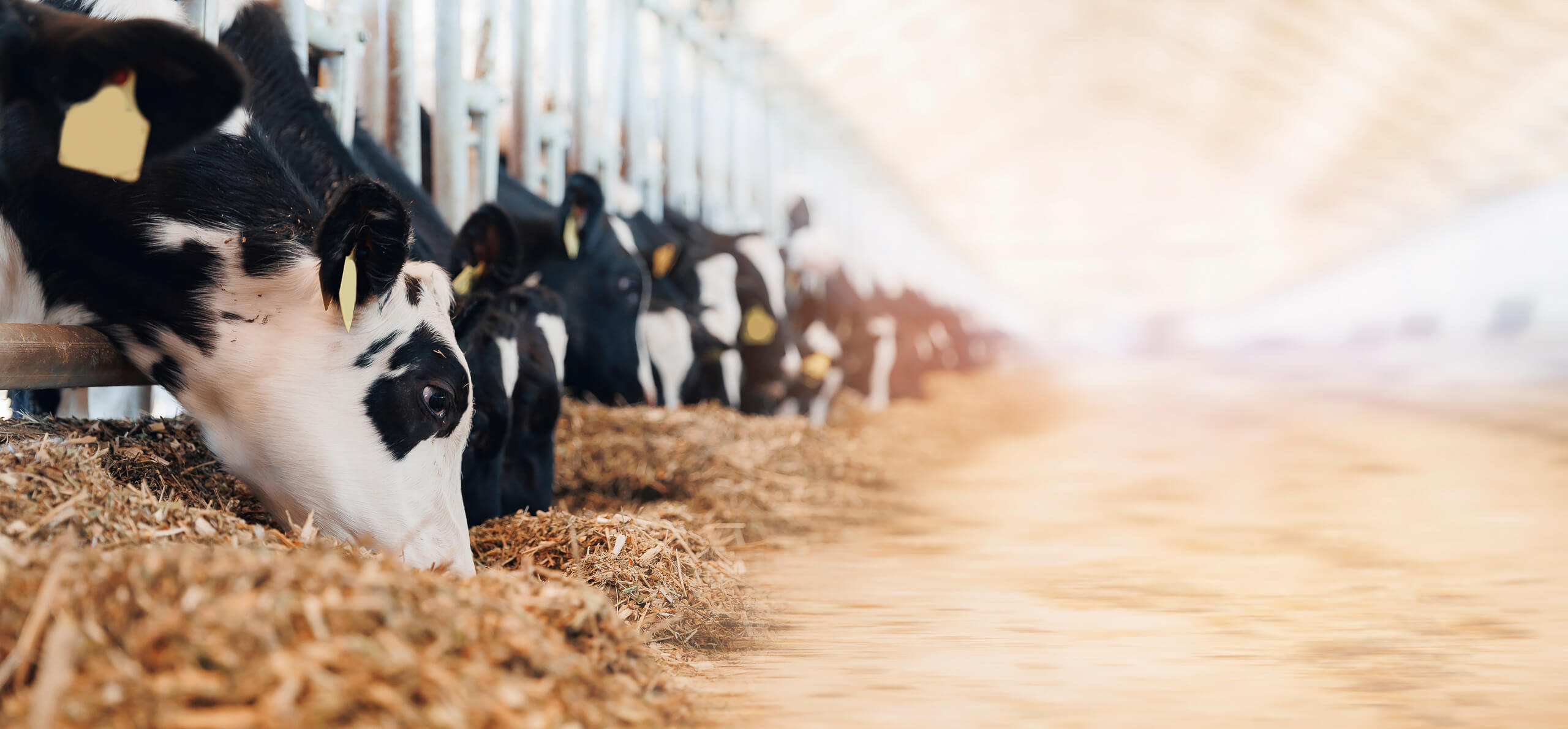 Cattle in a barn, supported through AgriUnity's cattle program for Southern ranchers.