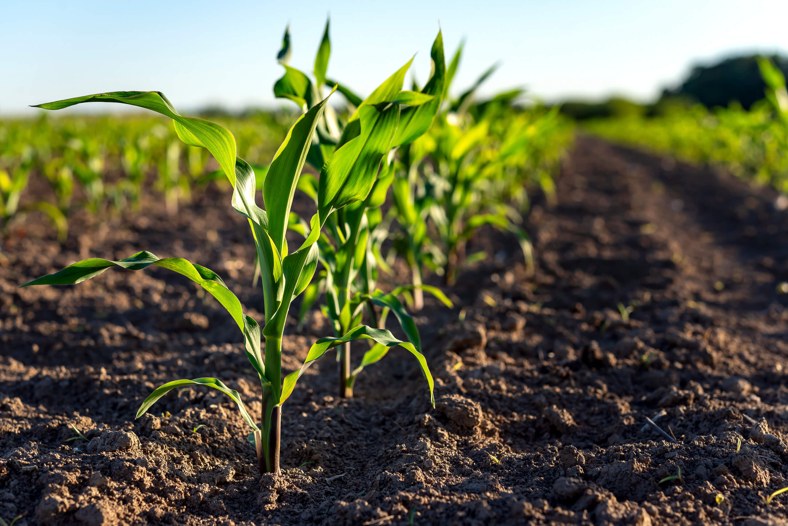 Rows of produce growing in rich Georgia soil, supported by AgriUnity's GAP certification program